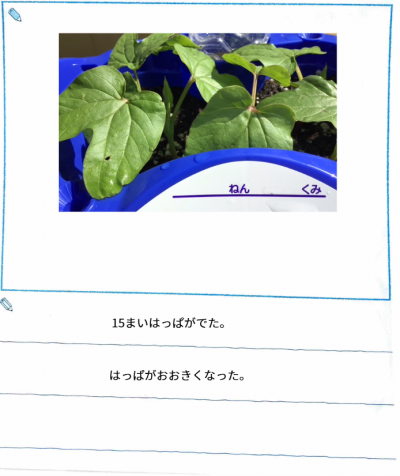 1年1組_せいかつ_中島 郷兵_朝顔